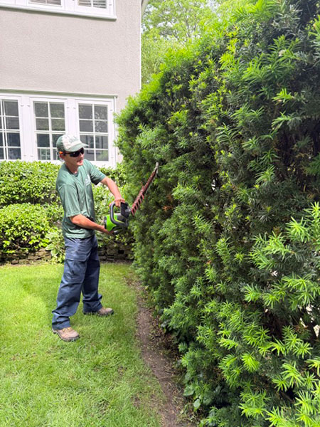 Shrub & Hedge Trimming Services 
