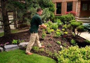 Don't-forget-to-feed-your-plants-and-shrubs