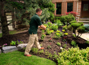 Don't-forget-to-feed-your-plants-and-shrubs